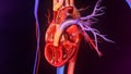 Human Heart Anatomy Royalty Free Stock Photo